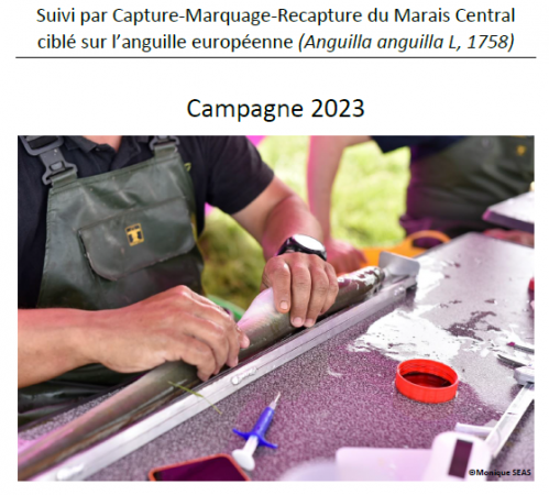 Capture Etude anguille 2023 FV.PNG