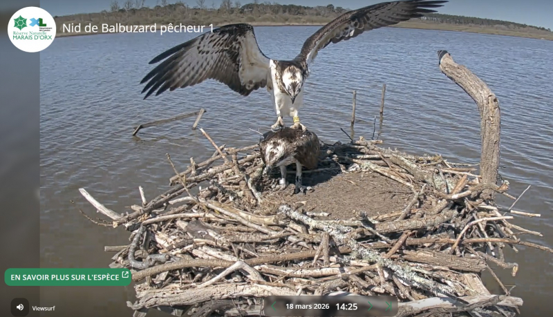 Accouplement entre U18 et BL71 - Mars 2026