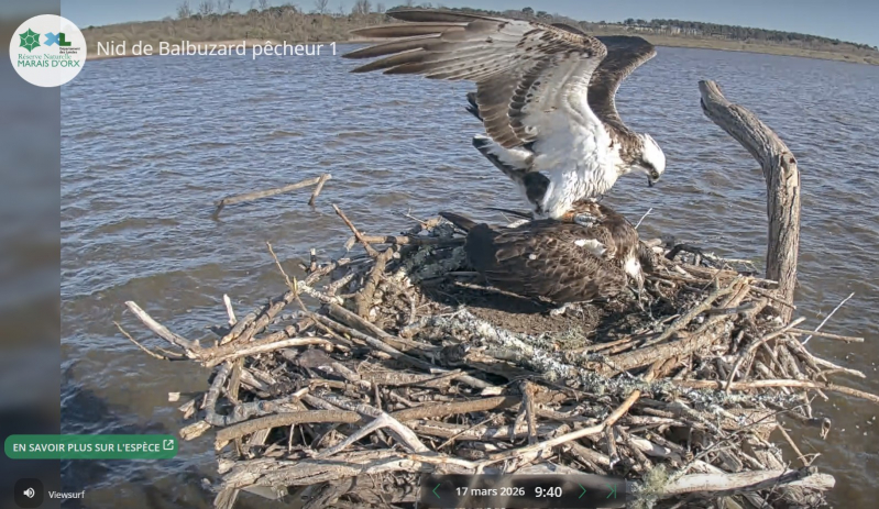 Accouplement entre T30 et BL71 - Mars 2026