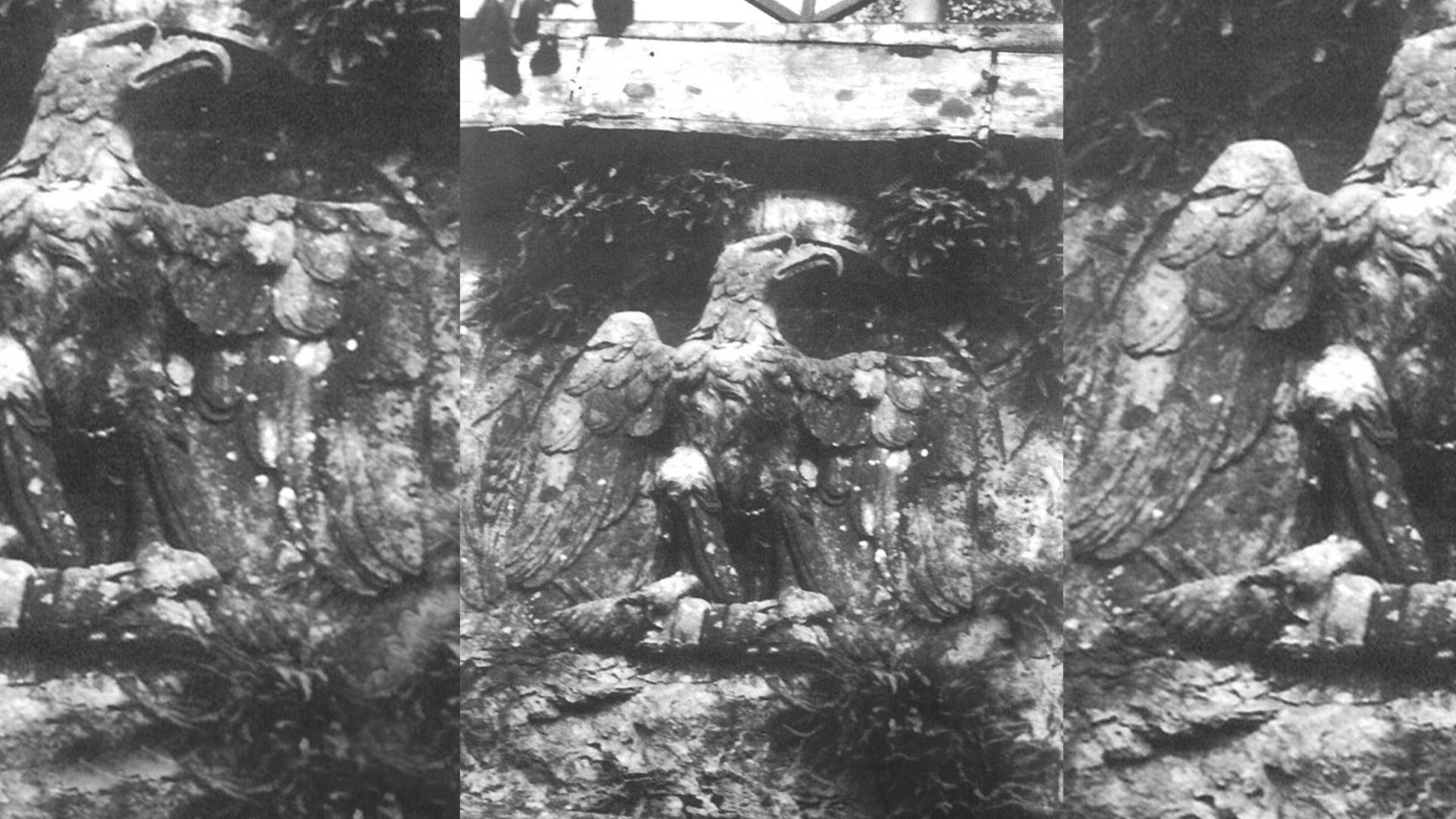 Aigle impérial.jpg